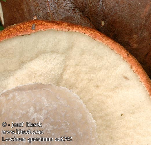 Leccinum quercinum ac8392