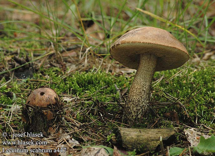 Leccinum scabrum Birch Bolete Brun birke-rørhat Lehmäntatti