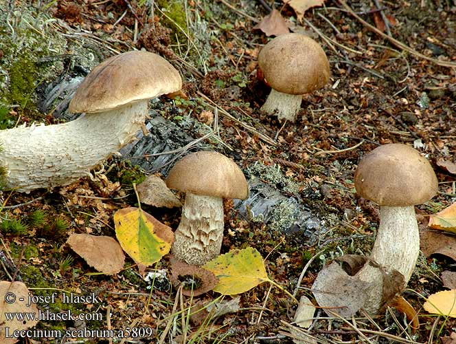 Leccinum scabrum Gemeiner Birkenpilz Koźlarz babka Kozák březový