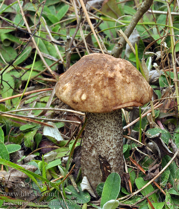 Leccinum scabrum Bolet rude Gewone berkeboleet Barna érdestinorú