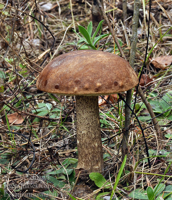 Leccinum scabrum Gemeiner Birkenpilz Koźlarz babka Kozák brezový