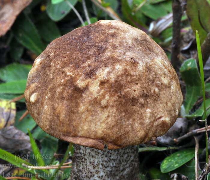 Leccinum scabrum Kozák březový Boleto abedul Strävsopp Brunskrubb