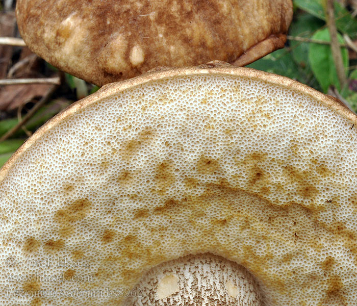 Leccinum scabrum ヤマイグチ 거친껄껄이그물버섯 Brezov ded Birch Bolete