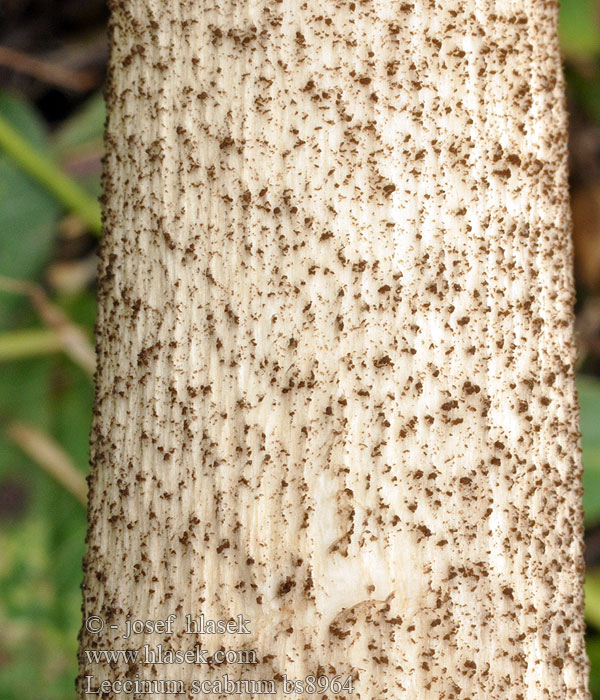 Leccinum_scabrum_bs8964