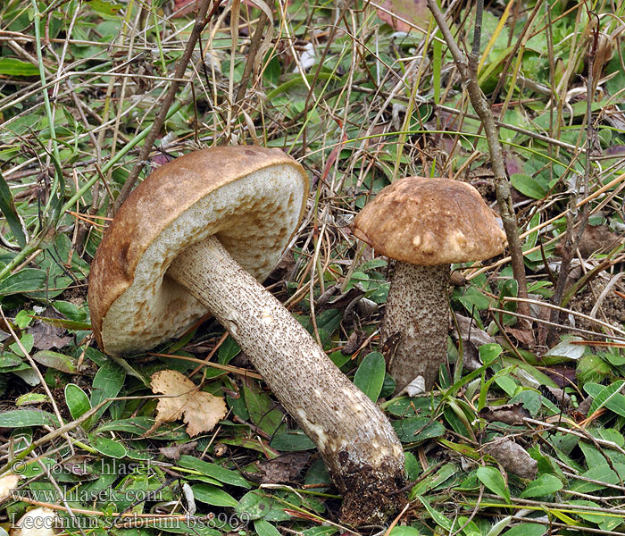 Leccinum_scabrum_bs8969