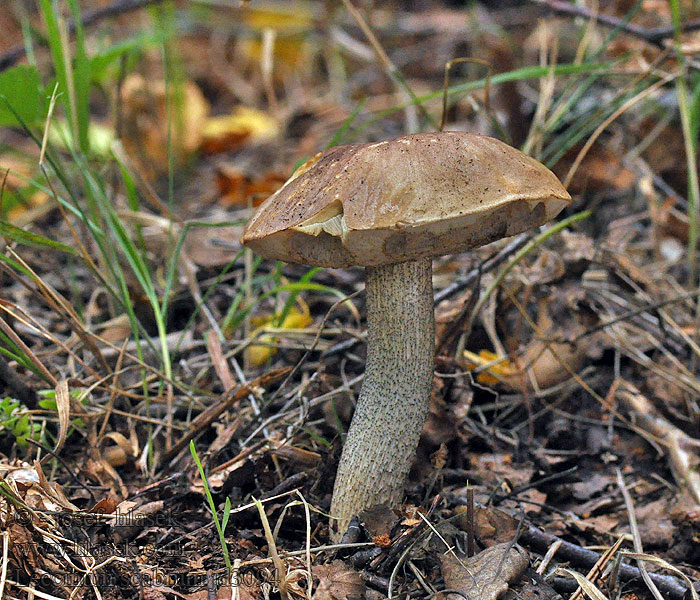 Leccinum scabrum