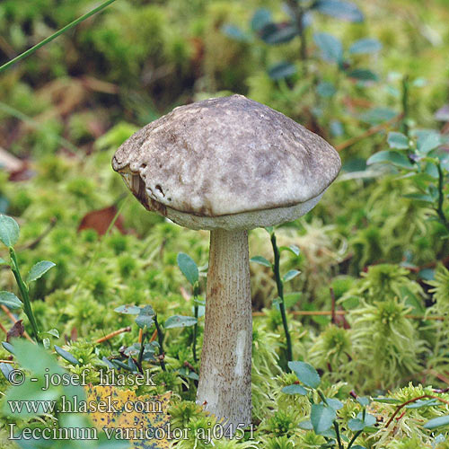 Leccinum variicolor Vielverfärbende Birkenpilz Kozák barvoměnný pestrý Koźlarz różnobarwny szarozielony Raibā bērzubeka Pisani ded Bolet ramoneur Flammet Birkerørhat Подберезовик пестрый Kozák rozličnofarebný Kislusis raudonviršis Mottled Bolete Nokitatti Bonte Berkenboleet 