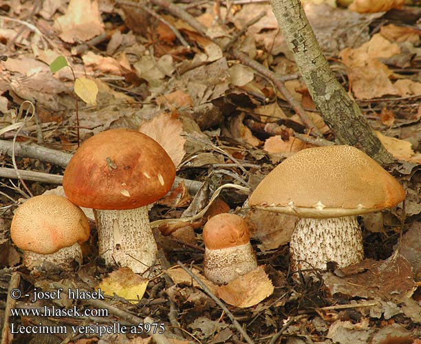 Leccinum versipelle Orange Birch Bolete Rød birke-rørhat