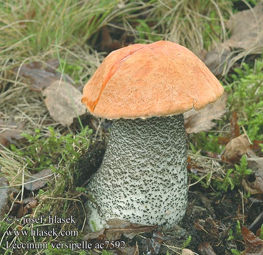 Leccinum versipelle Křemenáč březový Tegelsopp testaceoscabrum