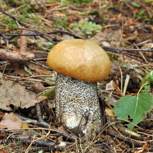 Leccinum_versipelle_bk9949