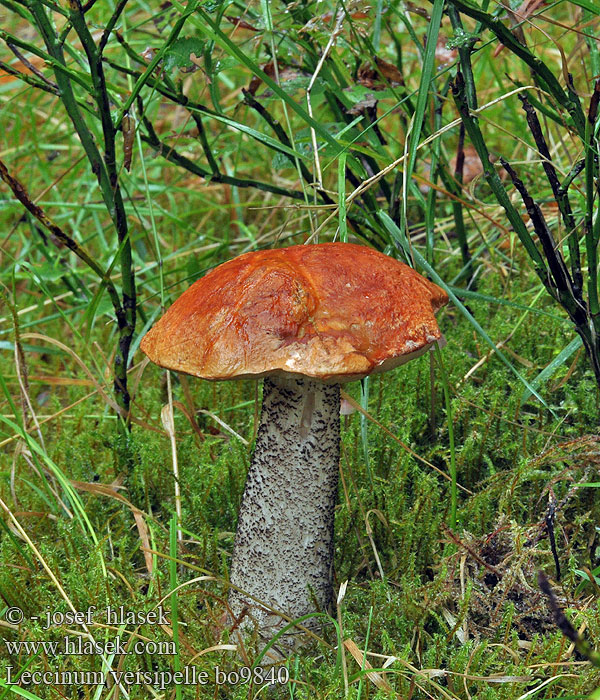 Kormostönkű érdestinóru Heide-Rotkappe Koźlarz pomarańczowożółty