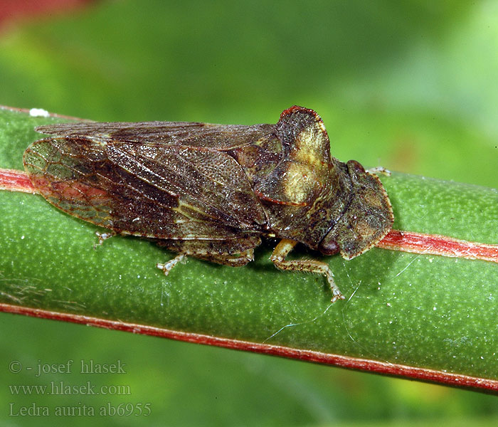 Ledra aurita Oorcicade Horned Leafhopper Füleskabóca