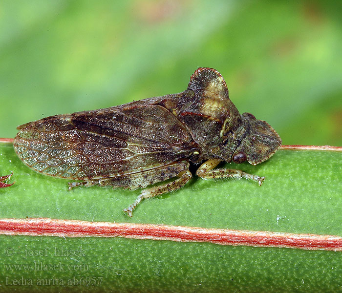 Ledra aurita Cikádka kôrová Öronstrit Grand diable Ørecikad