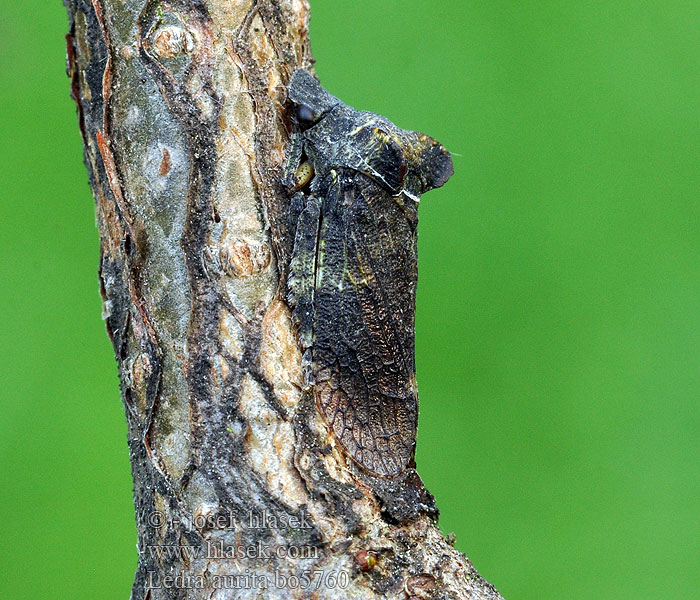 Ledra aurita Ušatka kůrová