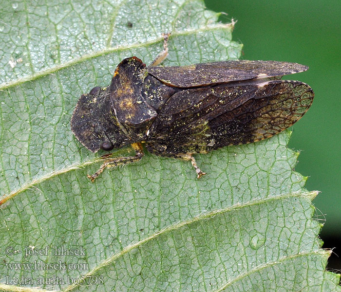 Ledra aurita Echte Ohrzikade