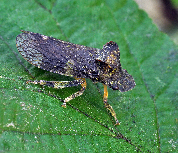 Ledra aurita Skoczek uszaty