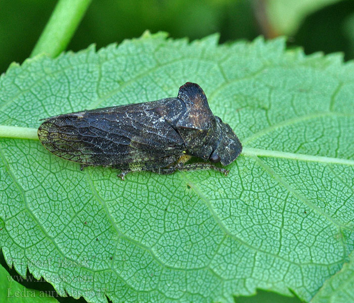 Ledra aurita Цикадочка ушастая