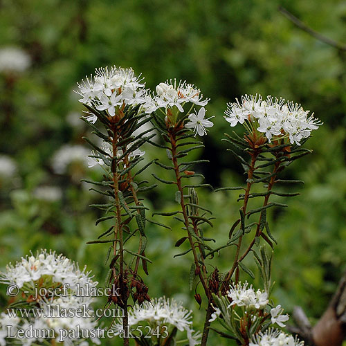 Marsh tea wild rosemary Labrador Mose-post Suopursu marais