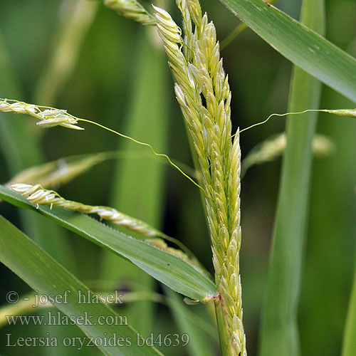 Leersia oryzoides Rice Cutgrass Cut-grass Risgræs