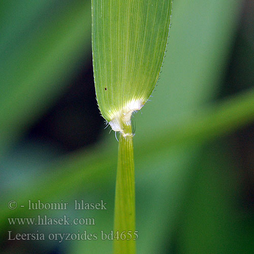 Леерсия рисовидная Leersia oryzoides Rice Cutgrass Cut-grass