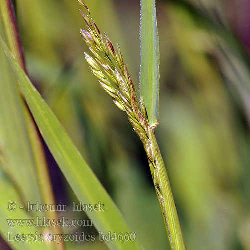 Rice Cutgrass Cut-grass Risgræs Hukkariisi hukkariisit