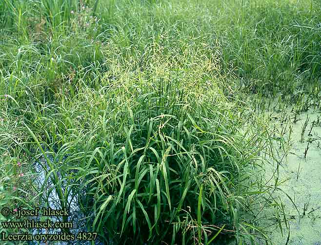 Leerzia oryzoides Rice Cutgrass Cut-grass Risgras Hukkariisi