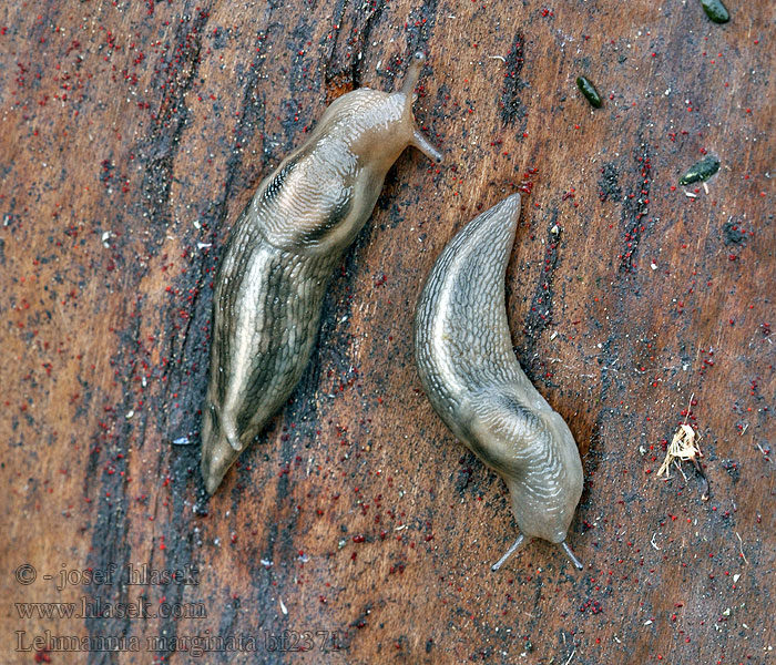 Lehmannia marginata