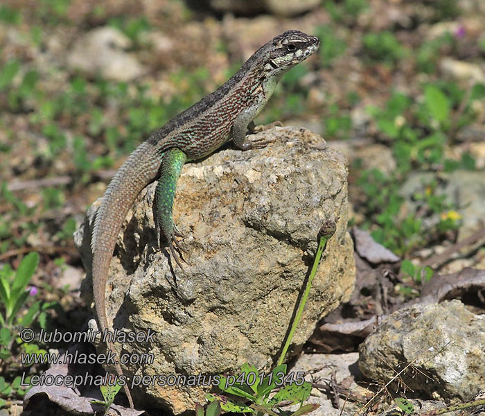 Hispaniolan masked curly-tailed lizard Leiocephalus personatus