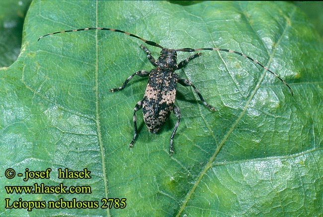 Leiopus nebulosus Kozlíček skvrnitý Braungrauer Splintbock Capoń mglisty Black-clouded Longhorn Beetle Vrzúnik škvrnitý Fläckig splintbock Småflekket løvtrebukk