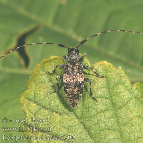 Capoń mglisty Black-clouded Longhorn Beetle Vrzúnik škvrnitý Fläckig splintbock Småflekket løvtrebukk Leiopus nebulosus Kozlíček skvrnitý Braungrauer Splintbock