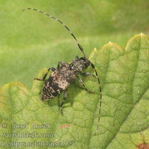 Fläckig splintbock Småflekket løvtrebukk Leiopus nebulosus Kozlíček skvrnitý Braungrauer Splintbock Capoń mglisty Black-clouded Longhorn Beetle Vrzúnik škvrnitý