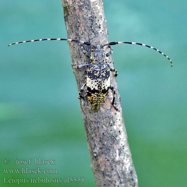 Kozlíček skvrnitý Braungrauer Splintbock Capoń mglisty Black-clouded Longhorn Beetle Vrzúnik škvrnitý Fläckig splintbock Småflekket løvtrebukk Leiopus nebulosus