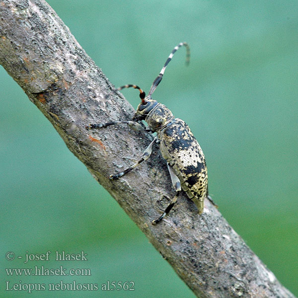 Braungrauer Splintbock Capoń mglisty Black-clouded Longhorn Beetle Vrzúnik škvrnitý Fläckig splintbock Småflekket løvtrebukk Leiopus nebulosus Kozlíček skvrnitý