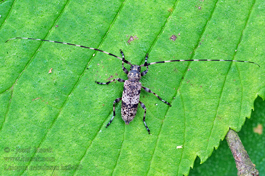 Kozlíček skvrnitý Leiopus nebulosus