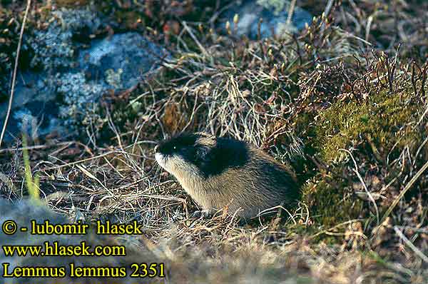 Lemmus lemmus Norway lemming Berglemming Echte Lemminge Lumík horský norský Berglemming Fjällämmel Lemen Lemminglerin yaşamı Tunturisopuli Lemming למינג Tikrieji lemingai Äkta lämlar 旅鼠屬 Lemming Europe scandinavo ノルウェーレミング Leming górski właściwy norweski Норвежский лемминг