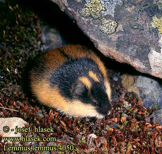 Lumík horský norský Berglemming Fjällämmel Lemen Lemminglerin yaşamı Tunturisopuli Lemming למינג Tikrieji lemingai Äkta lämlar 旅鼠屬 Lemming Europe scandinavo ノルウェーレミング Leming górski właściwy norweski Норвежский лемминг Lemmus lemmus Norway lemming Berglemming Echte Lemminge