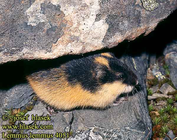 Lemen Lemminglerin yaşamı Tunturisopuli Lemming למינג Tikrieji lemingai Äkta lämlar 旅鼠屬 Lemming Europe scandinavo ノルウェーレミング Leming górski właściwy norweski Норвежский лемминг Lemmus lemmus Norway lemming Berglemming Echte Lemminge Lumík horský norský Berglemming Fjällämmel