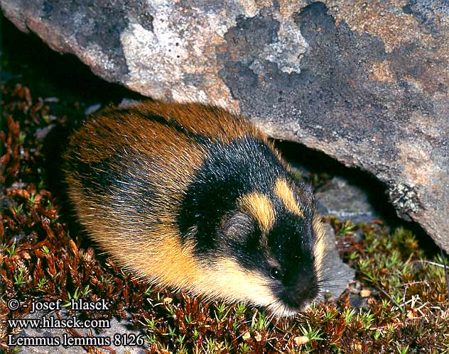 למינג Tikrieji lemingai Äkta lämlar 旅鼠屬 Lemming Europe scandinavo ノルウェーレミング Leming górski właściwy norweski Норвежский лемминг Lemmus lemmus Norway lemming Berglemming Echte Lemminge Lemen Lemminglerin yaşamı Tunturisopuli Lemming