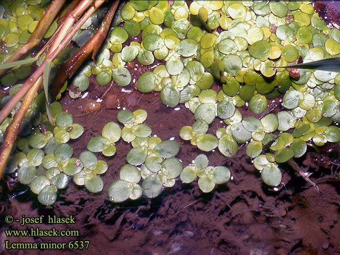 Lemna minor Common duckweed Liden andemad Pikkulimaska Andmat