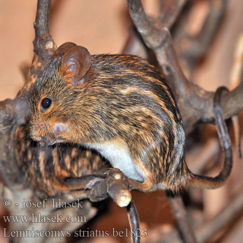 Lemniscomys striatus Typical Striped Grass Mouse Gestreepte grasmuis Mysz smugowa Myš páskovaná Streifengrasmäuse 典型的镶边草老鼠 Souris rayée Zebra mus Topolino striato Topo africano ホシフクサマウス Csíkos fűegér Мышь пестрая травяная Полосатая Ratón rayado típico hierba