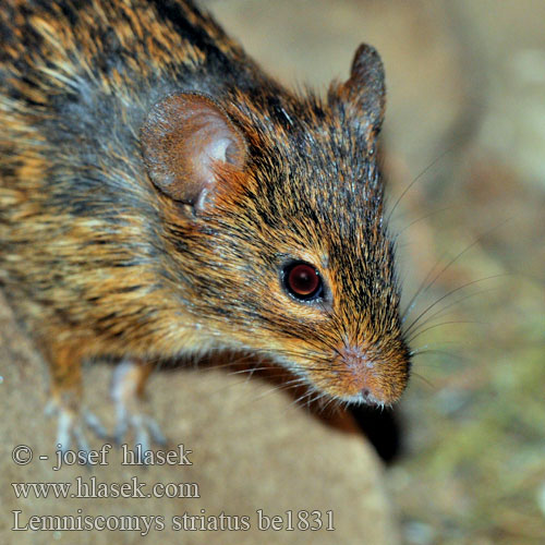 Lemniscomys striatus be1831