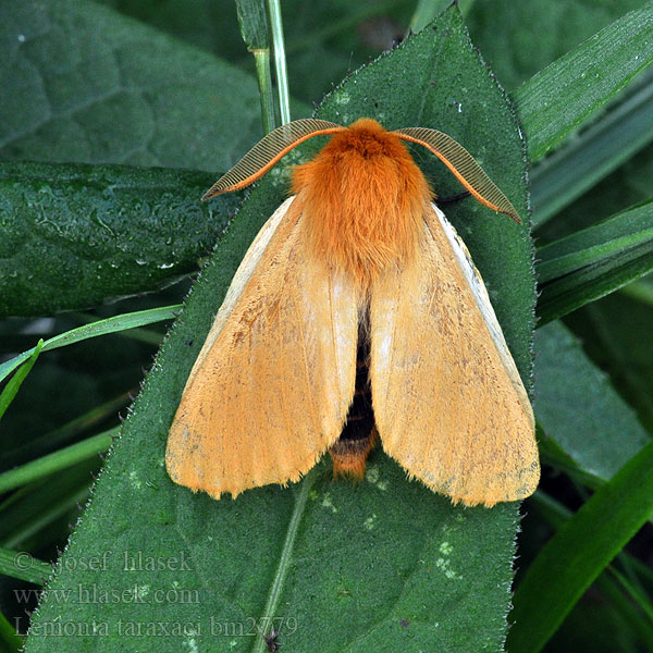 Jaune Pissenlit Ugorówka złotnica Шовкопряд кульбабовий Papriadkovec púpavový Pitypang-szövő Autumn Silkworm Moth Lemonia taraxaci Löwenzahnspinner Pabourovec pampeliškový