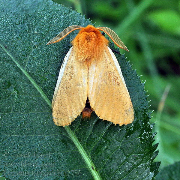 Papriadkovec púpavový Pitypang-szövő Autumn Silkworm Moth Lemonia taraxaci Löwenzahnspinner Pabourovec pampeliškový Jaune Pissenlit Ugorówka złotnica Шовкопряд кульбабовий