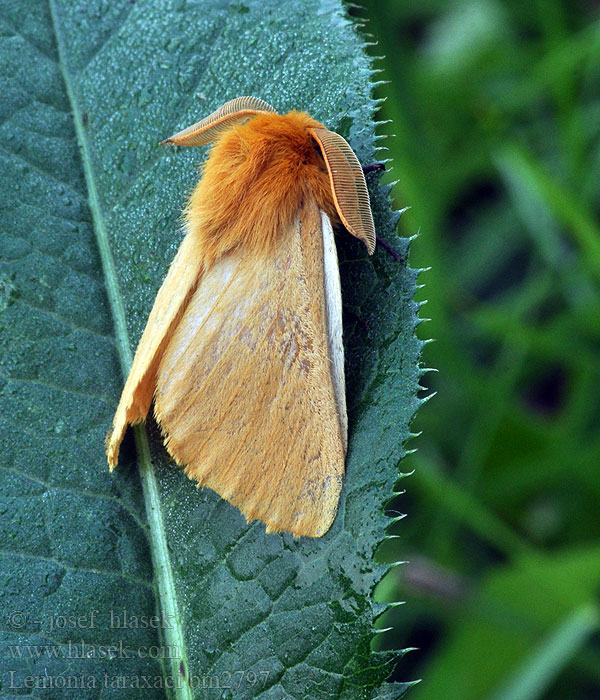 Autumn Silkworm Moth Lemonia taraxaci Löwenzahnspinner Pabourovec pampeliškový Jaune Pissenlit Ugorówka złotnica Шовкопряд кульбабовий Papriadkovec púpavový Pitypang-szövő