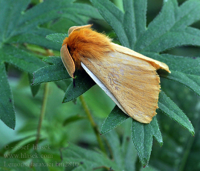 Pabourovec pampeliškový Jaune Pissenlit Ugorówka złotnica Шовкопряд кульбабовий Papriadkovec púpavový Pitypang-szövő Autumn Silkworm Moth Lemonia taraxaci Löwenzahnspinner