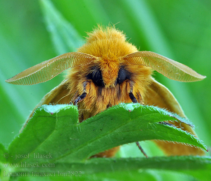 Шовкопряд кульбабовий Papriadkovec púpavový Pitypang-szövő Autumn Silkworm Moth Lemonia taraxaci Löwenzahnspinner Pabourovec pampeliškový Jaune Pissenlit Ugorówka złotnica