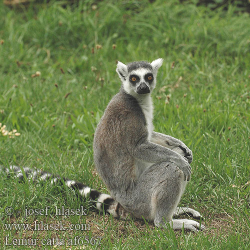 Lemur kata Lémur Cola Anillada Prstenorepi lemur Лемури