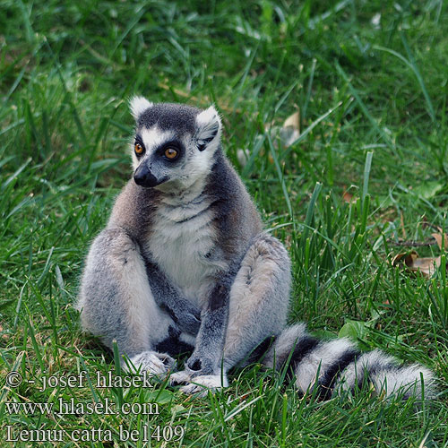 Lemur katta mačkovitý Lemur kata Lémur Cola Anillada Prstenorepi