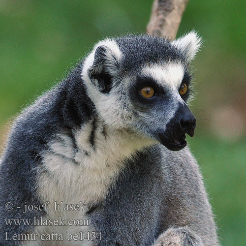 Kissamaki Ringsvanslemur Halka kuyruklu lemur 環尾狐猴 环尾狐猴