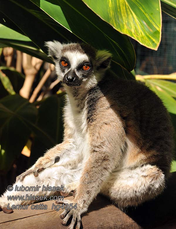 Lemur kata